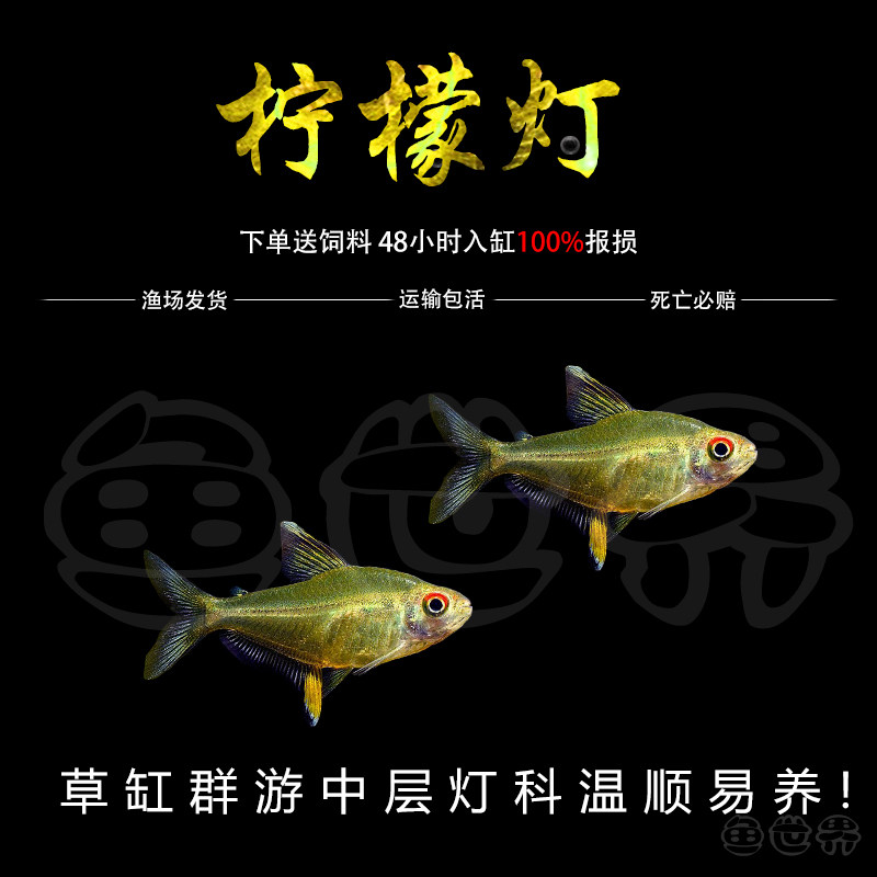 黄柠檬灯热带鱼淡水鱼群游