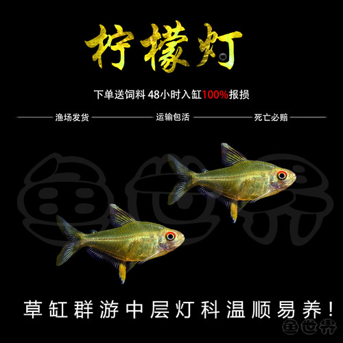 黄柠檬灯热带鱼淡水鱼群游
