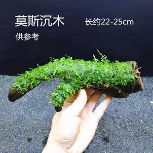 鱼缸造景莫斯沉木天然真水草慕斯草阴性水榕木头生态养鱼莫斯树
