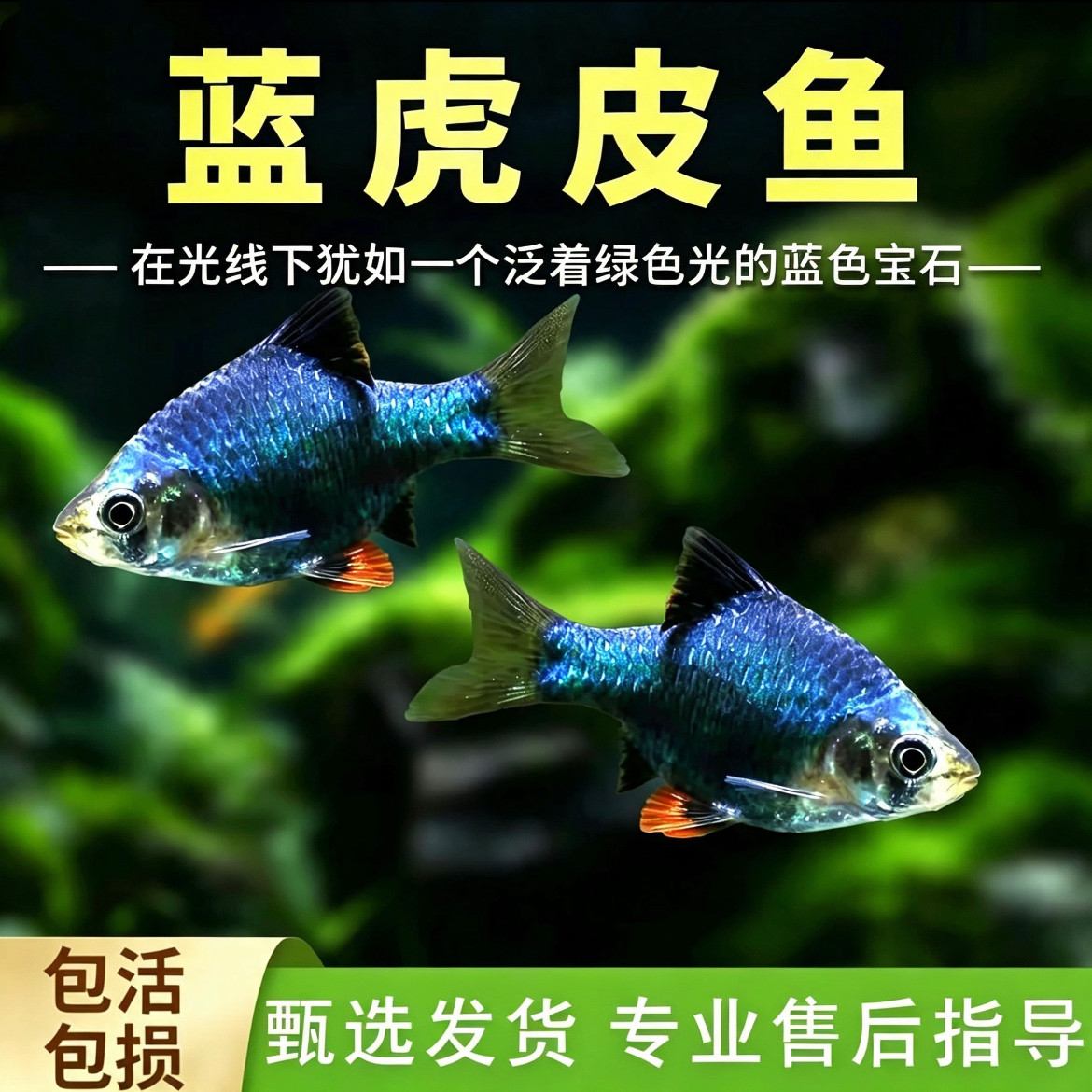 热带鱼观赏鱼小型蓝虎皮鱼活体宠物淡水绿虎皮金虎皮玻璃虎皮包邮