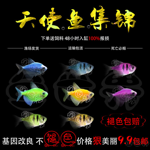 柠檬绿老虎蓝天使包邮热带观赏鱼