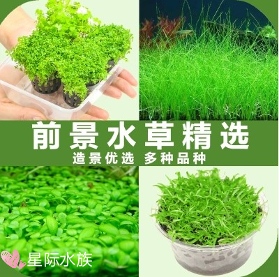 水溶草珍珠草虎耳草牛毛草天湖葵挖耳草水草造景好养入缸成景包活