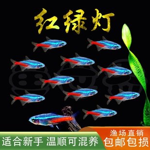 红绿灯小型灯科鱼孔雀鱼热带观赏鱼淡水宝莲灯鱼活体鱼群游鱼包邮