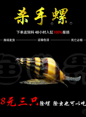 杀手螺除藻除涡虫除饲料残渣