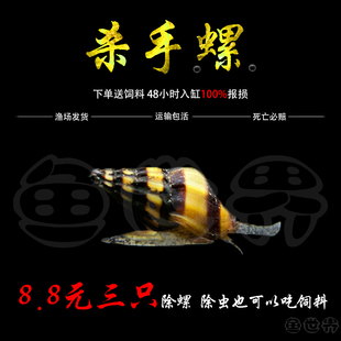 杀手螺活体热带淡水草缸工具吃蜗牛涡虫除藻蜜蜂宝塔大黄蜂观赏螺