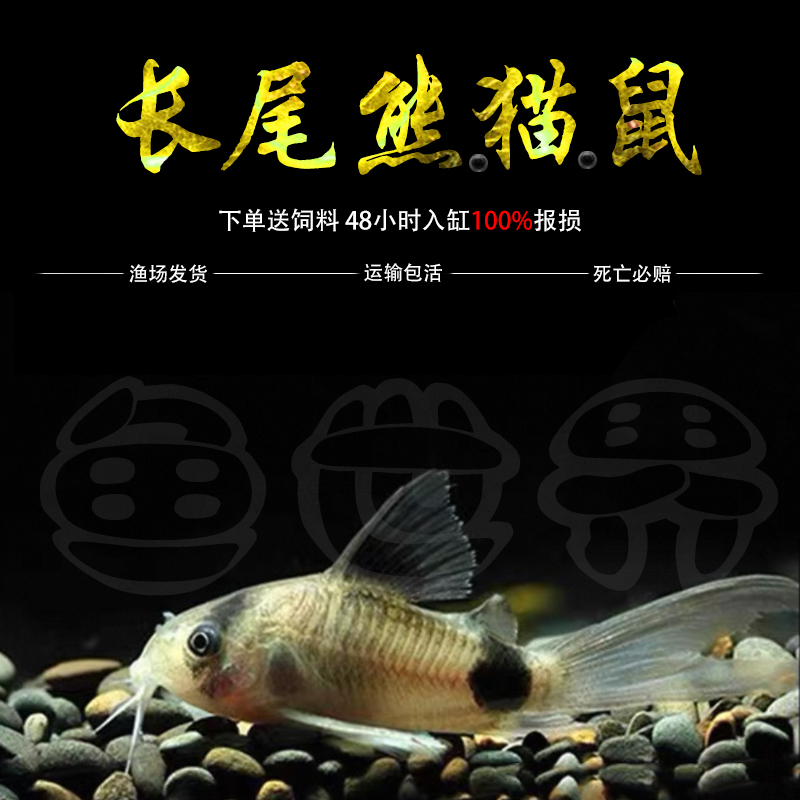 长尾熊猫鼠鱼清洁工具鱼大帆熊猫鼠异型鱼清道夫清缸底除藻底栖鱼