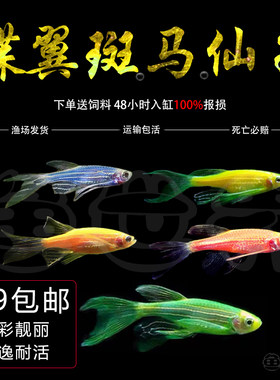 蝶翼斑马斑马鱼淡水长尾好看