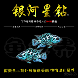 银河星钻短鲷三湖慈鲷美洲慈鲷鱼热带观赏鱼活体珍珠豹新手耐活鱼