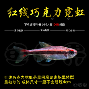 红线巧克力霓虹绯红小型灯鱼热带鱼南美鱼高端鱼草缸鱼群游观赏鱼