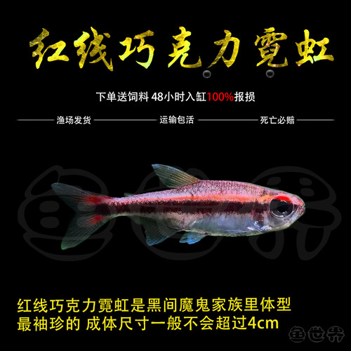 红线巧克力霓虹绯红小型灯鱼热带鱼南美鱼高端鱼草缸鱼群游观赏鱼