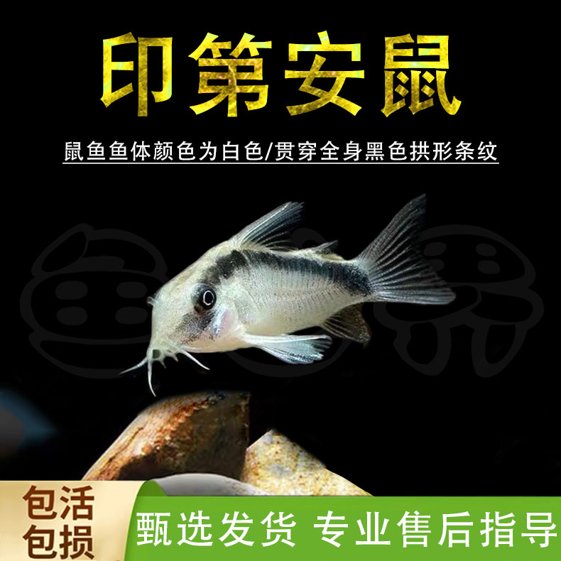 印第安鼠印第安鼠鱼异形山猪老鼠鱼亚马逊鼠鱼草缸南美翻砂鱼