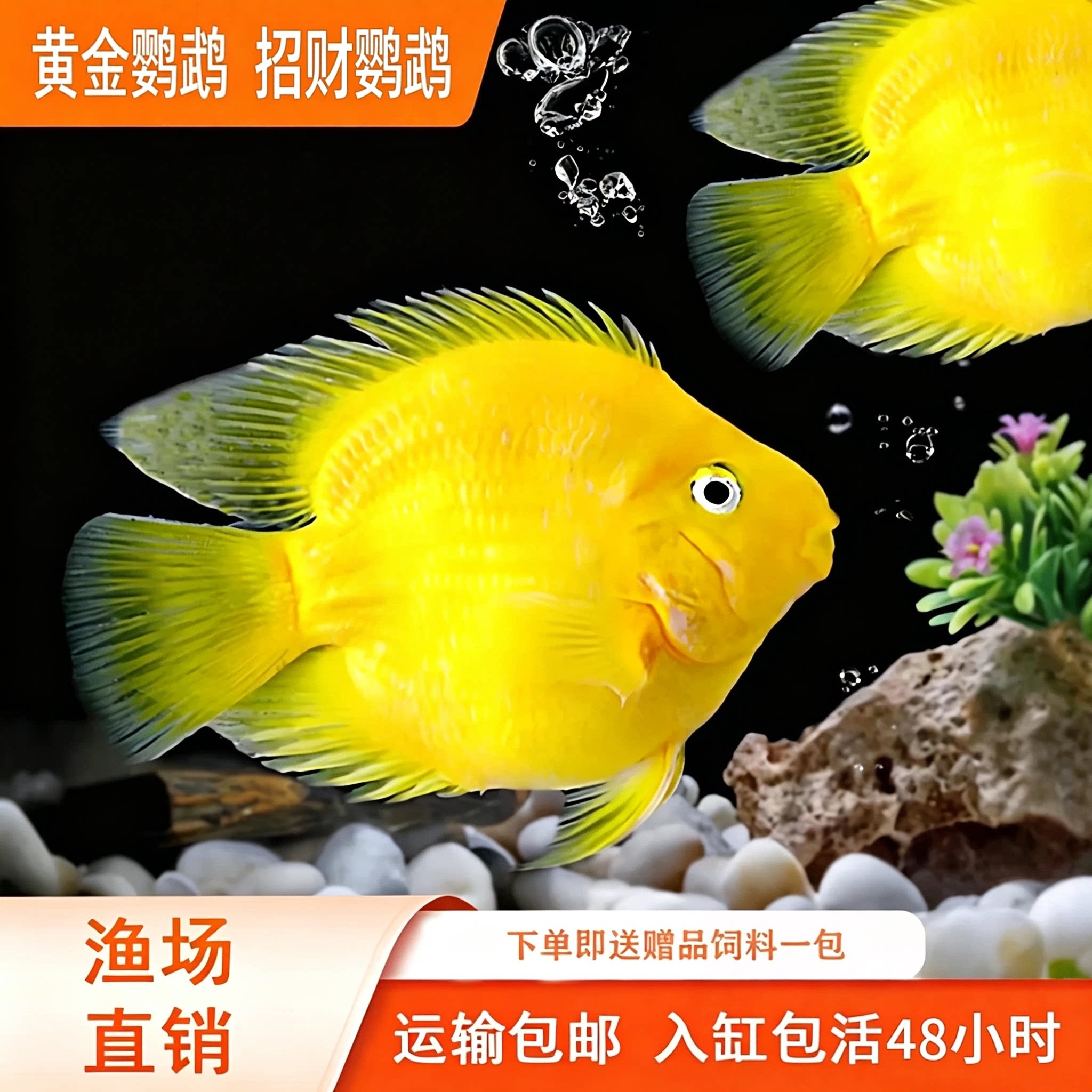 黄鹦鹉鱼活体大型热带观赏鱼黄金元宝梅花鹦鹉发财鱼血鹦鹉淡水鱼