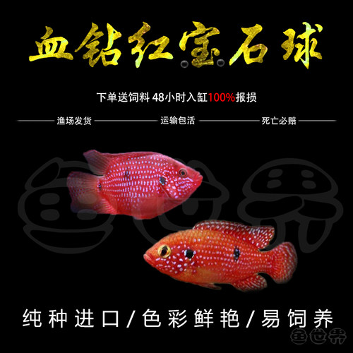 红宝石球鲷鱼热带淡水鱼红色好看