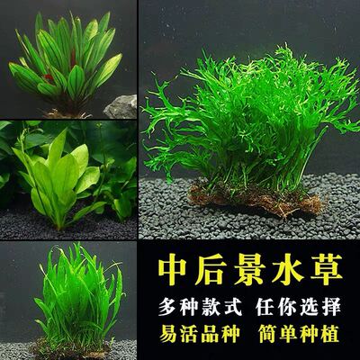 细叶铁皇冠前景鱼缸水草