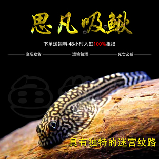 金线提琴思凡吸鳅原生进口豹纹琵琶鳅麦氏鳅除藻除青苔工具鱼活体
