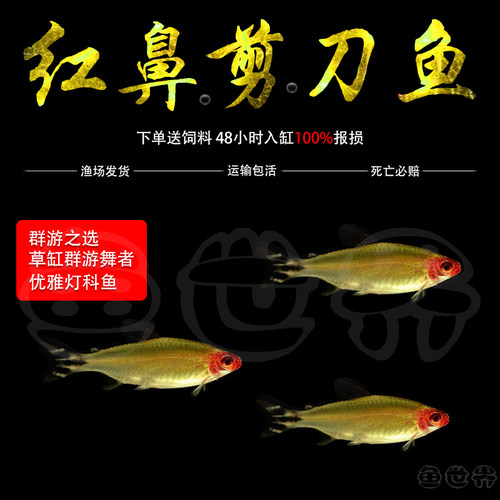 小型热带鱼活体淡水混养红鼻剪刀