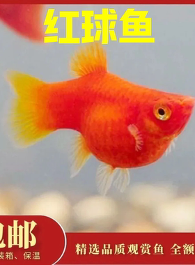 胎生鱼 红太阳鱼 直接生小鱼 红玛丽鱼 红皮球鱼 红剑鱼 包邮包损
