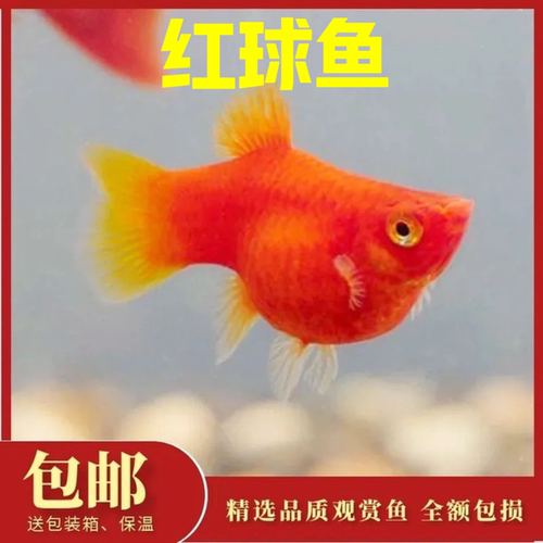 胎生鱼 红太阳鱼 直接生小鱼 红玛丽鱼 红皮球鱼 红剑鱼 包邮包损