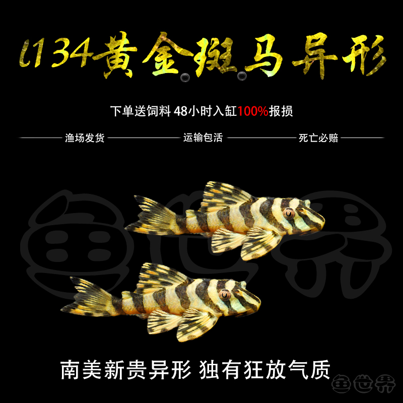 黄金斑马鱼异形热带淡水鱼