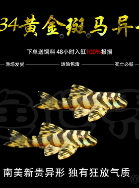 黄金斑马鱼L134南美异型鱼迷宫热带观赏淡水工具鱼异形底栖鱼活体