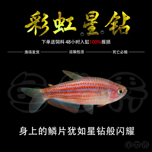 彩虹星钻观赏鱼淡水鱼星钻灯南美中高端灯鱼群游鱼热带鱼活体