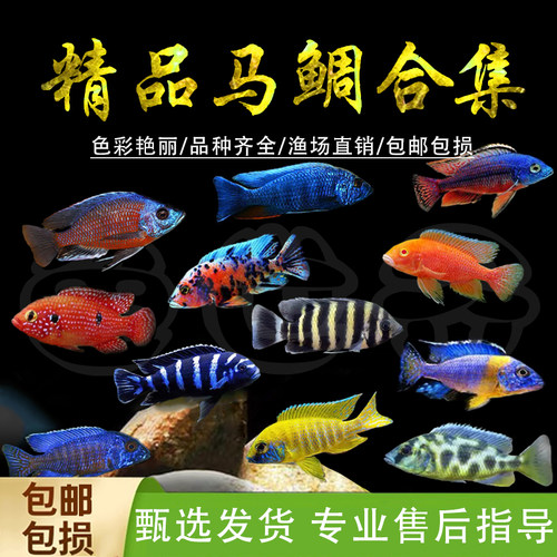 三湖慈鲷鱼黑线王子活体中小型耐养易活热带观赏鱼马鲷坦鲷淡水鱼