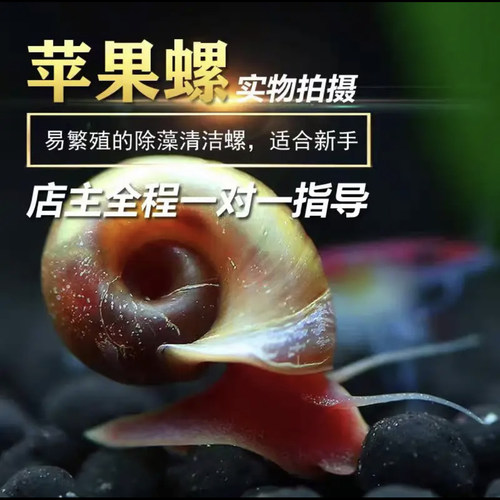 苹果螺除藻螺迷你观赏螺蜗牛工具螺水草缸除苔清理残食清洁螺包活