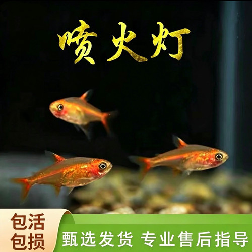 草缸鱼群游鱼活体好养