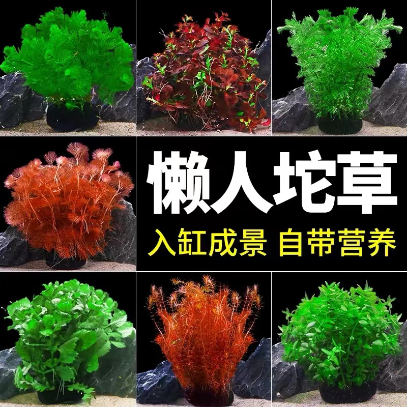 鱼缸专用活体水草植物趴地真草水培新手懒人水榕无土增氧坨草造景