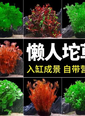 鱼缸专用活体水草植物趴地真草水培新手懒人水榕无土增氧坨草造景