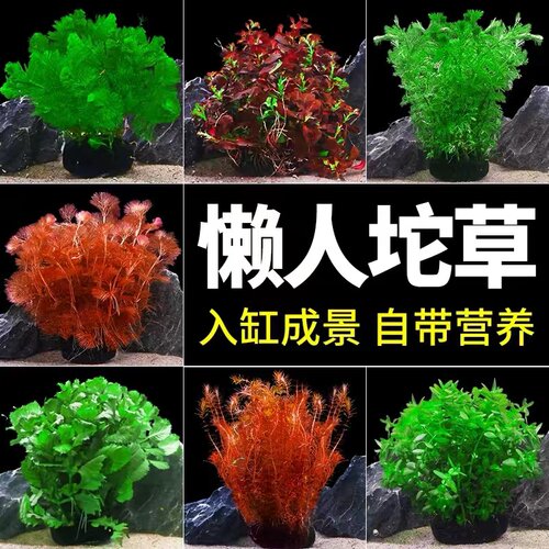 鱼缸专用活体水草植物趴地真草水培新手懒人水榕无土增氧坨草造景