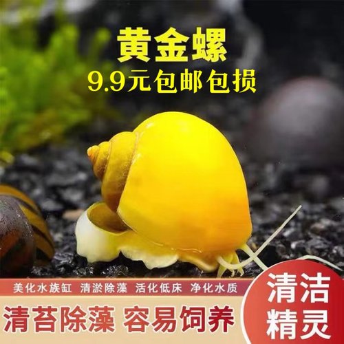 黄金螺除藻耐活包邮包损