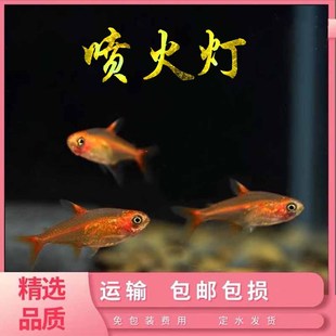 喷火灯鱼火焰灯鱼小型热带鱼淡水灯鱼草缸鱼群游宠物活体 包活 包邮