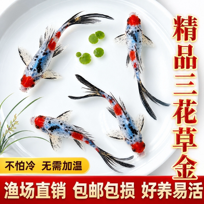 兰花草金好养耐活观赏鱼花色草金鱼活体鱼苗冷水淡水鱼可混养锦鲫