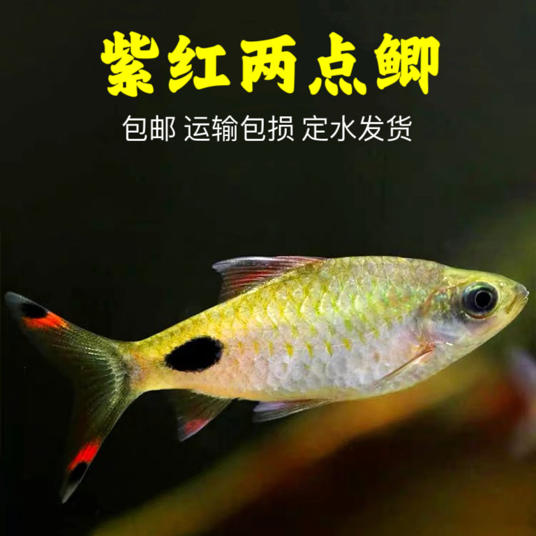 紫红两点鲫热带观赏鱼彩虹钻石鲫追鱼熊猫鲫鱼淡水草缸小型鱼活体