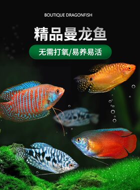 热带鱼丝足鱼热带淡水鱼好养