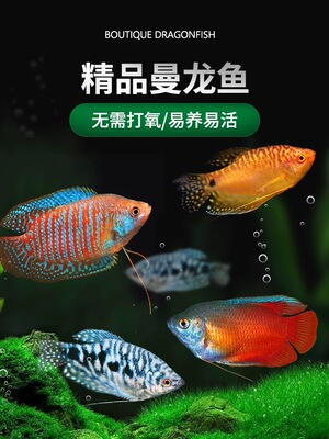 热带鱼丝足鱼热带淡水鱼好养