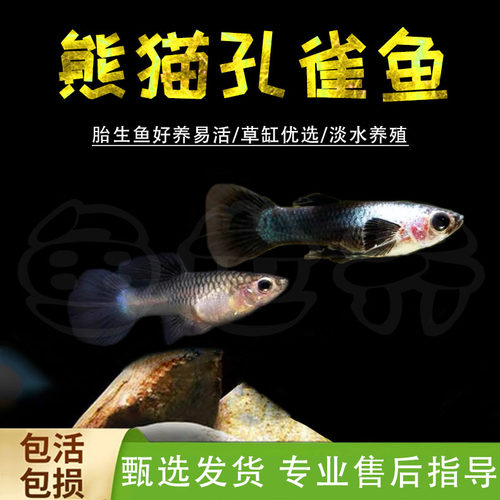 纯种黑白熊猫孔雀鱼凤尾鱼胎生热带观赏鱼淡水小型鱼活体好养易活