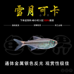 雪月可卡小型鱼热带鱼观赏鱼草缸群游鱼南美灯科鱼活体定水