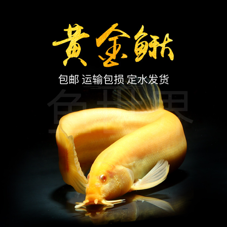 黄金泥鳅清洁鱼淡水冷水