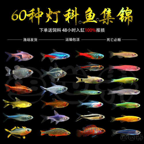 热带鱼小型淡水红绿灯鱼斑马活体宝莲灯草缸孔雀鱼群游鱼苗灯科鱼 - 封面