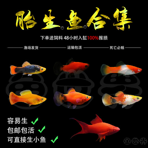 胎生鱼月光鱼米奇鱼黑尾新手好养