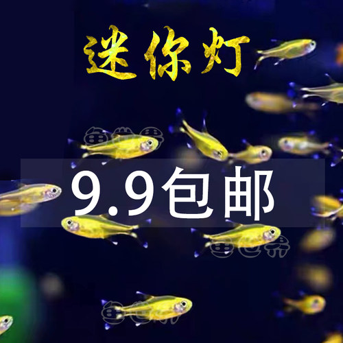 迷你灯群游鱼观赏鱼淡水
