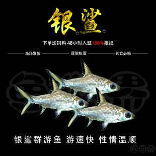 银鲨鱼反光小型热带观赏虎鲨鱼大小白鲨彩虹鲨粉红鲨龙鱼配鱼活体