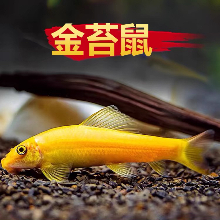 金苔鼠清洁鱼热带淡水清洁垃圾