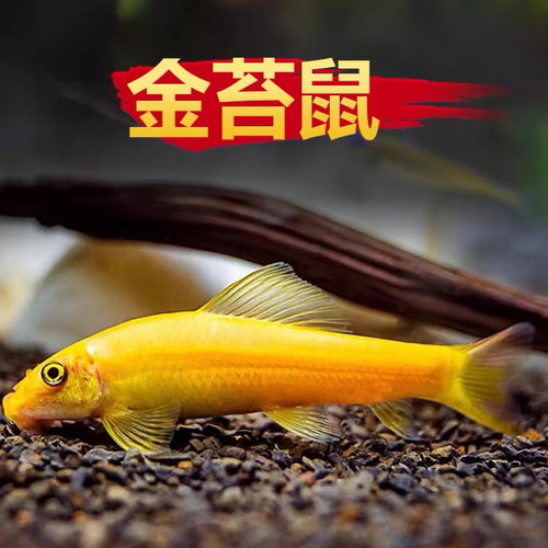 金苔鼠清洁鱼热带淡水清洁垃圾