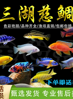 三湖慈鲷鱼黑线王子活体中小型耐养易活热带观赏鱼马鲷坦鲷淡水鱼