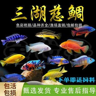 三湖慈鲷鱼黑线王子活体中小型耐养易活热带观赏鱼马鲷坦鲷淡水鱼