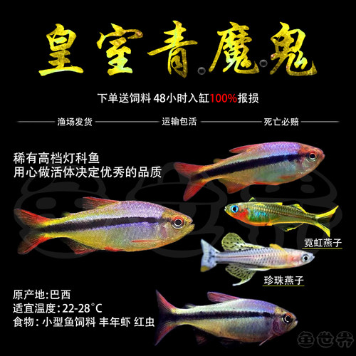 高端七彩皇室青魔鬼鱼