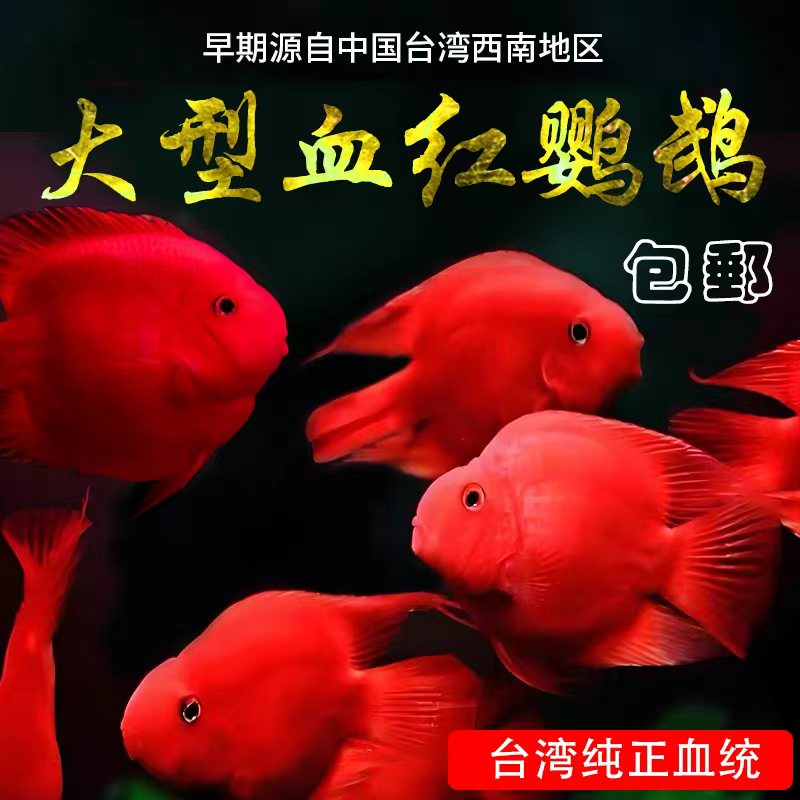 血红鹦鹉鱼活体热带观赏鱼淡水鱼发财元宝鱼风水梅花鹦鹉红招财神